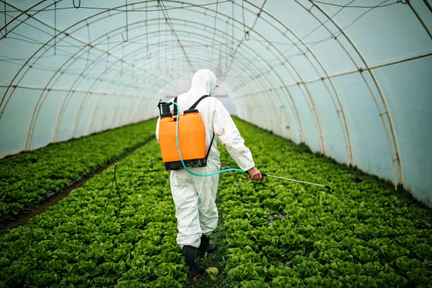 Best Local Pest Control Services  in Taylor, TX