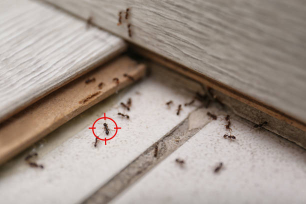 Best Cockroach Control Services  in Taylor, TX