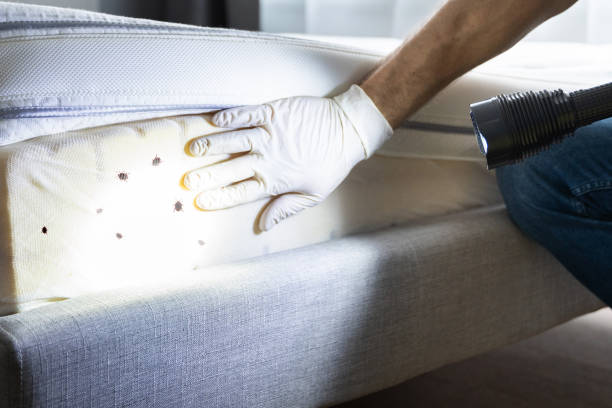 Flea Control Services in Taylor, TX