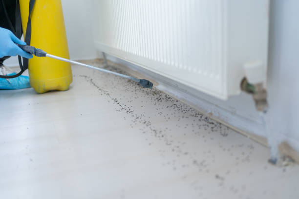 Reliable Taylor, TX Pest Control Solutions
